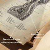 Borstkas Anatomie