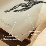 Handbal Anatomie Poster