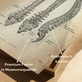 Wervelkolom | Opbouw en Anatomie