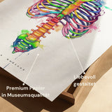 Borstkas Anatomie - Rainbow