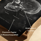 Schedelbot Anatomie - Schoolbord