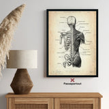 Anatomie van de rug | botten en spieren