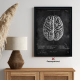 Het menselijk brein - schoolbord