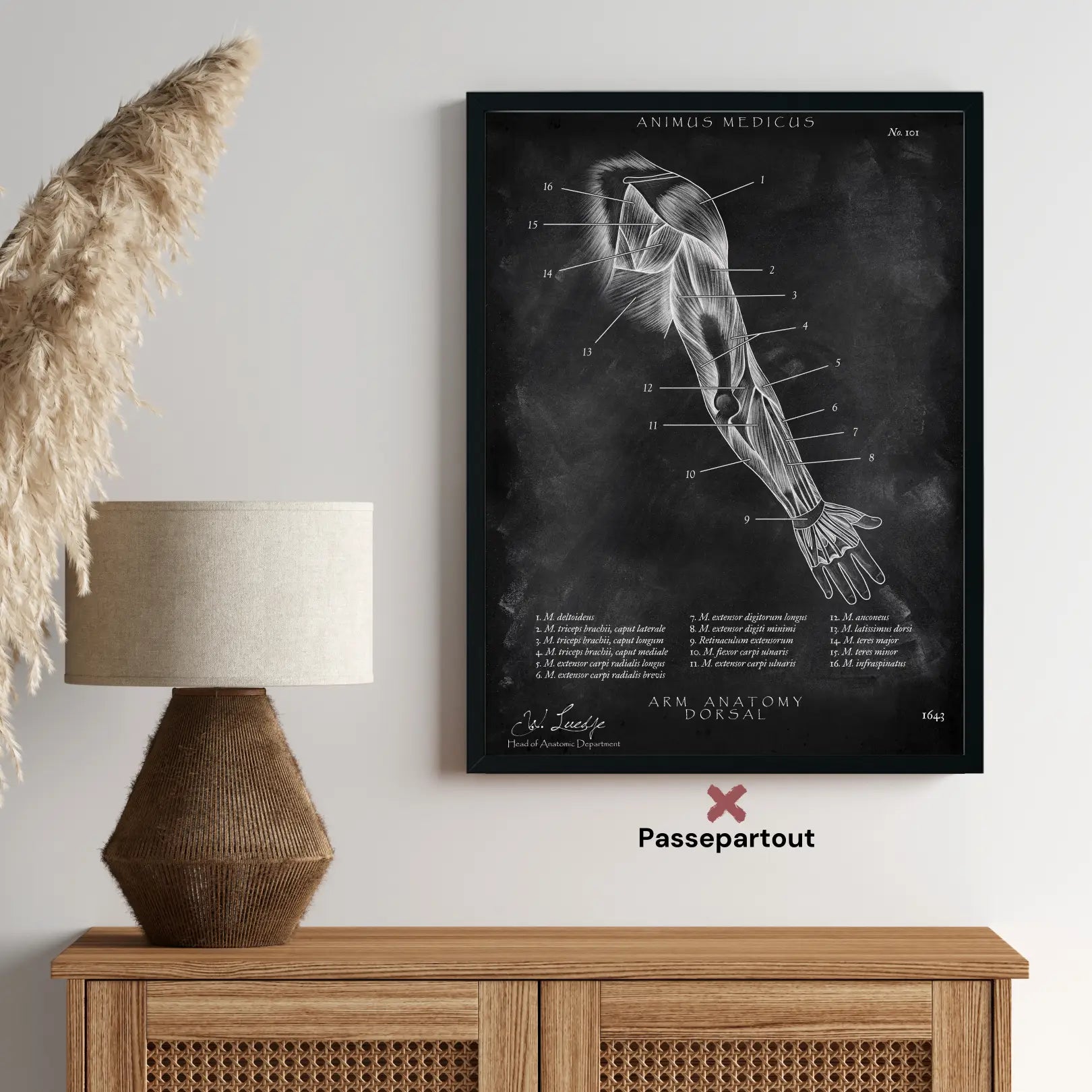 Dorsale arm anatomie - schoolbord