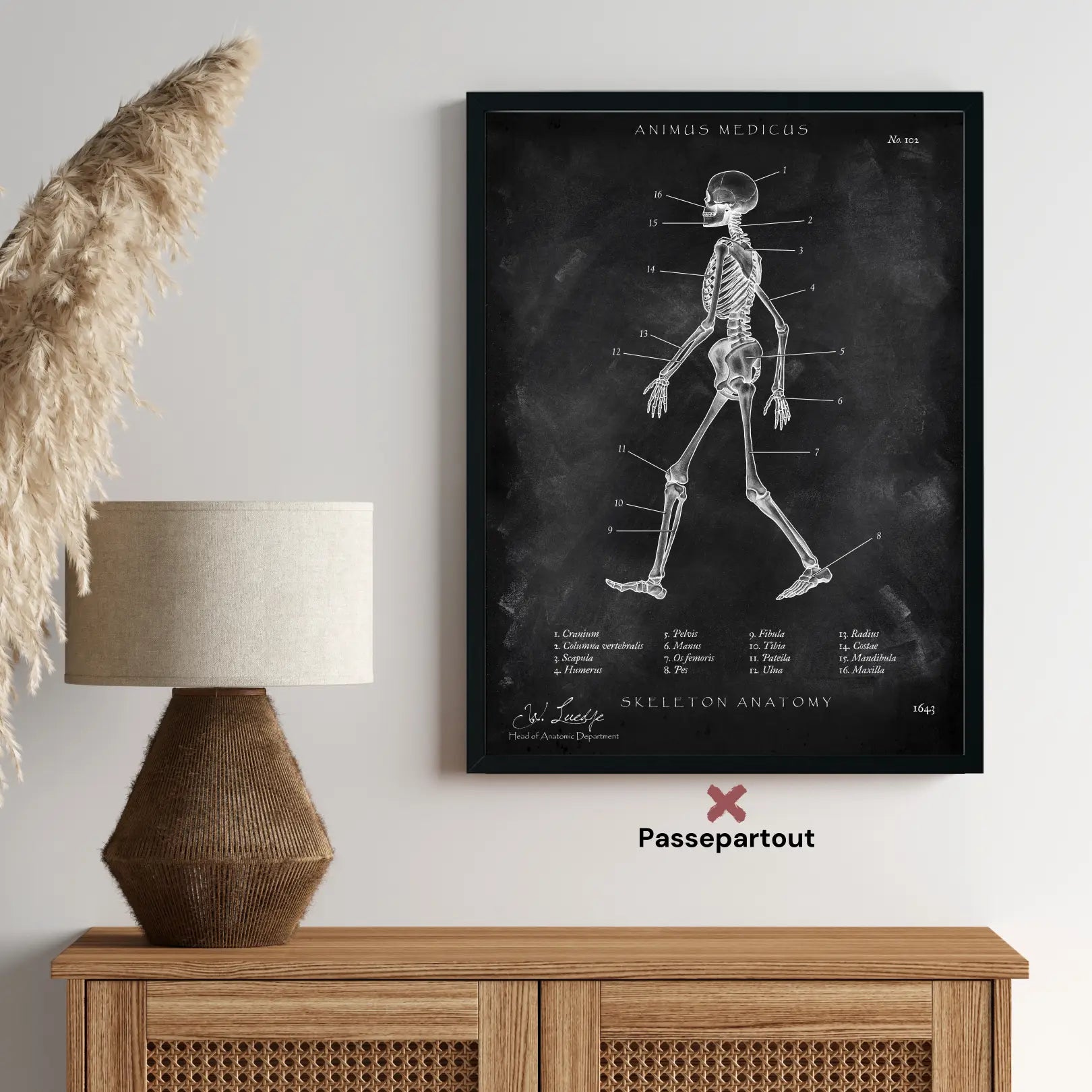 Skeletanatomie - schoolbord