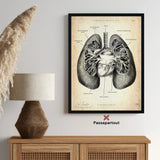 Anatomie van de longen