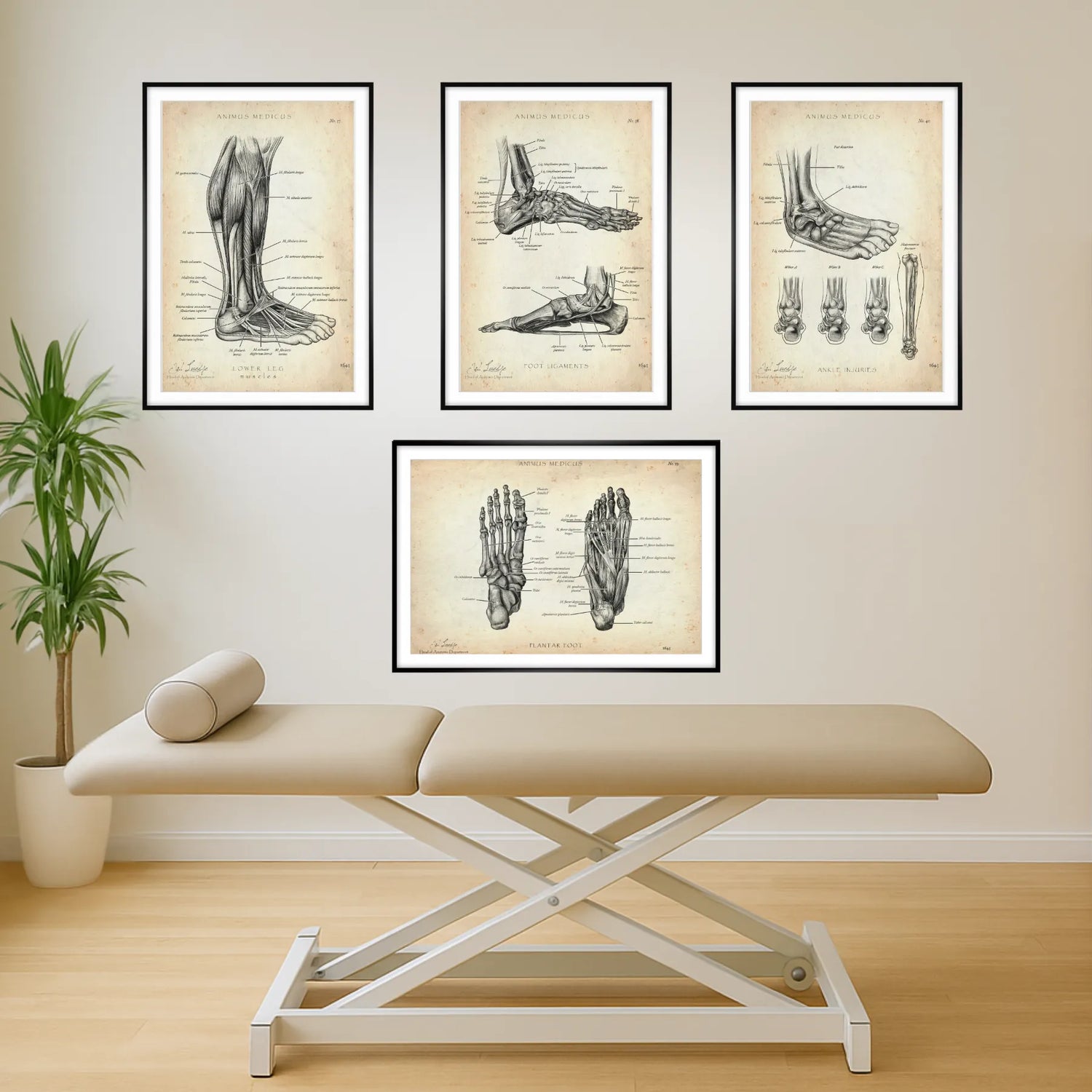 Fuß Anatomie Sammlung
