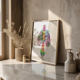 Borstkas Anatomie - Rainbow