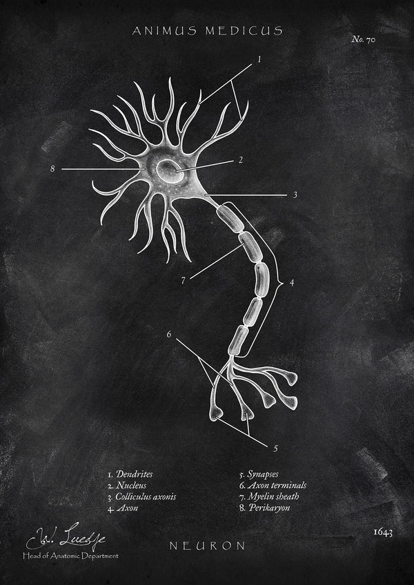 Nervenzelle Aufbau - Chalkboard