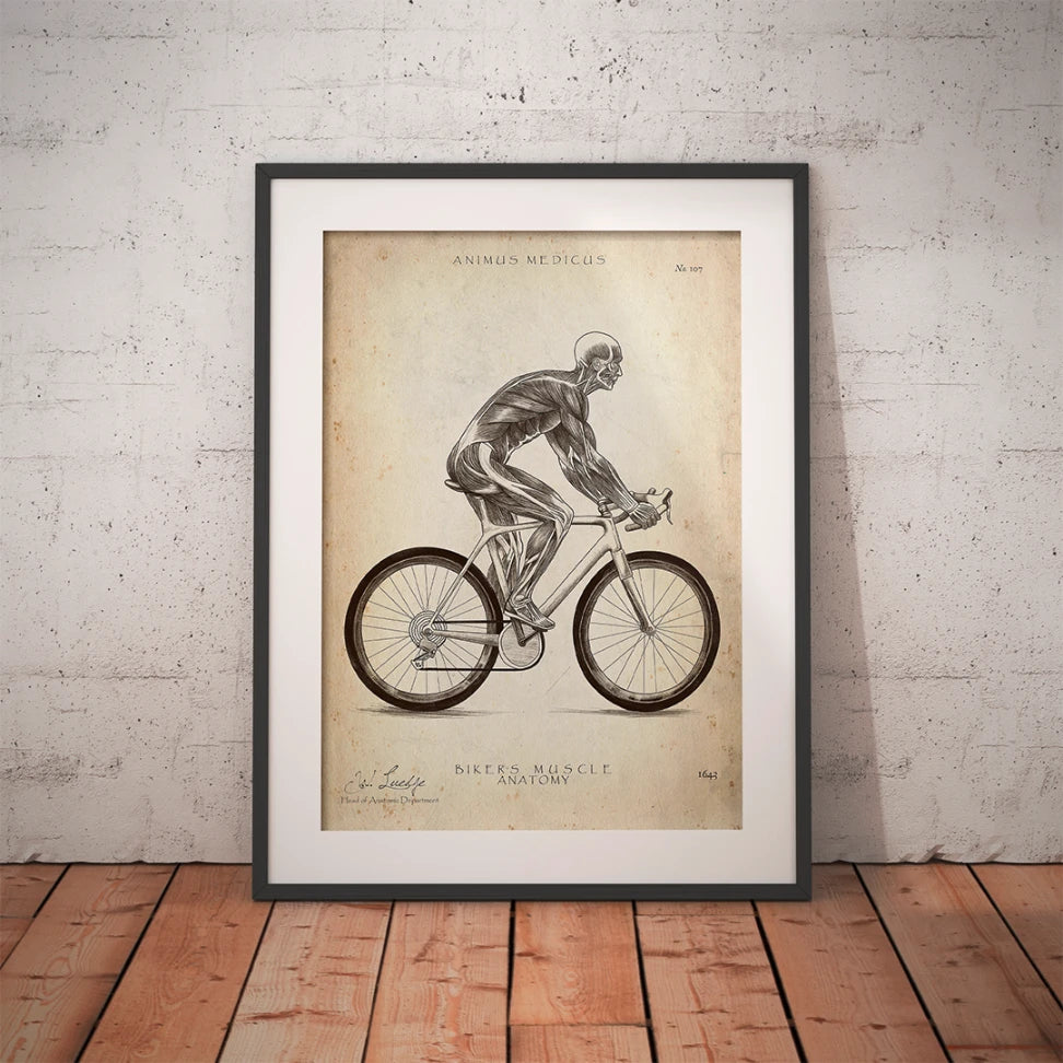 Rennrad Fahrer Anatomie - Animus Medicus