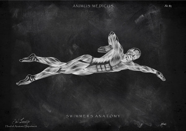Schwimmen Anatomie Poster - Chalkboard