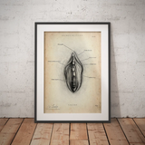 Vulva anatomie poster