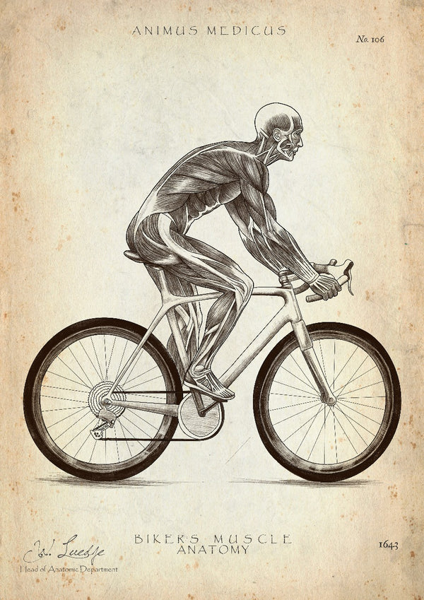 Rennrad Fahrer Anatomie