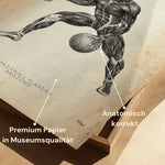 Basketball Anatomie Poster - Animus Medicus GmbH