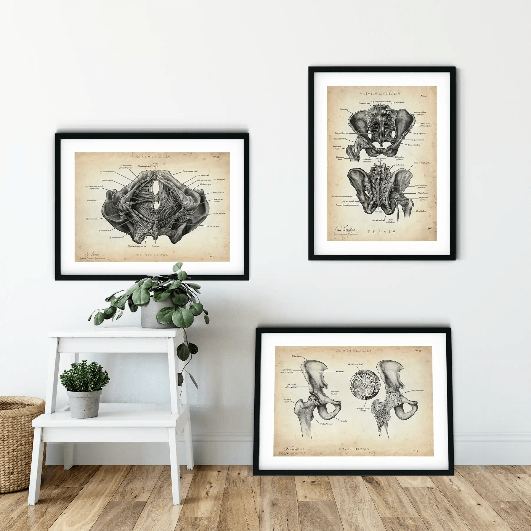 Becken Anatomie Sammlung - Animus Medicus GmbH