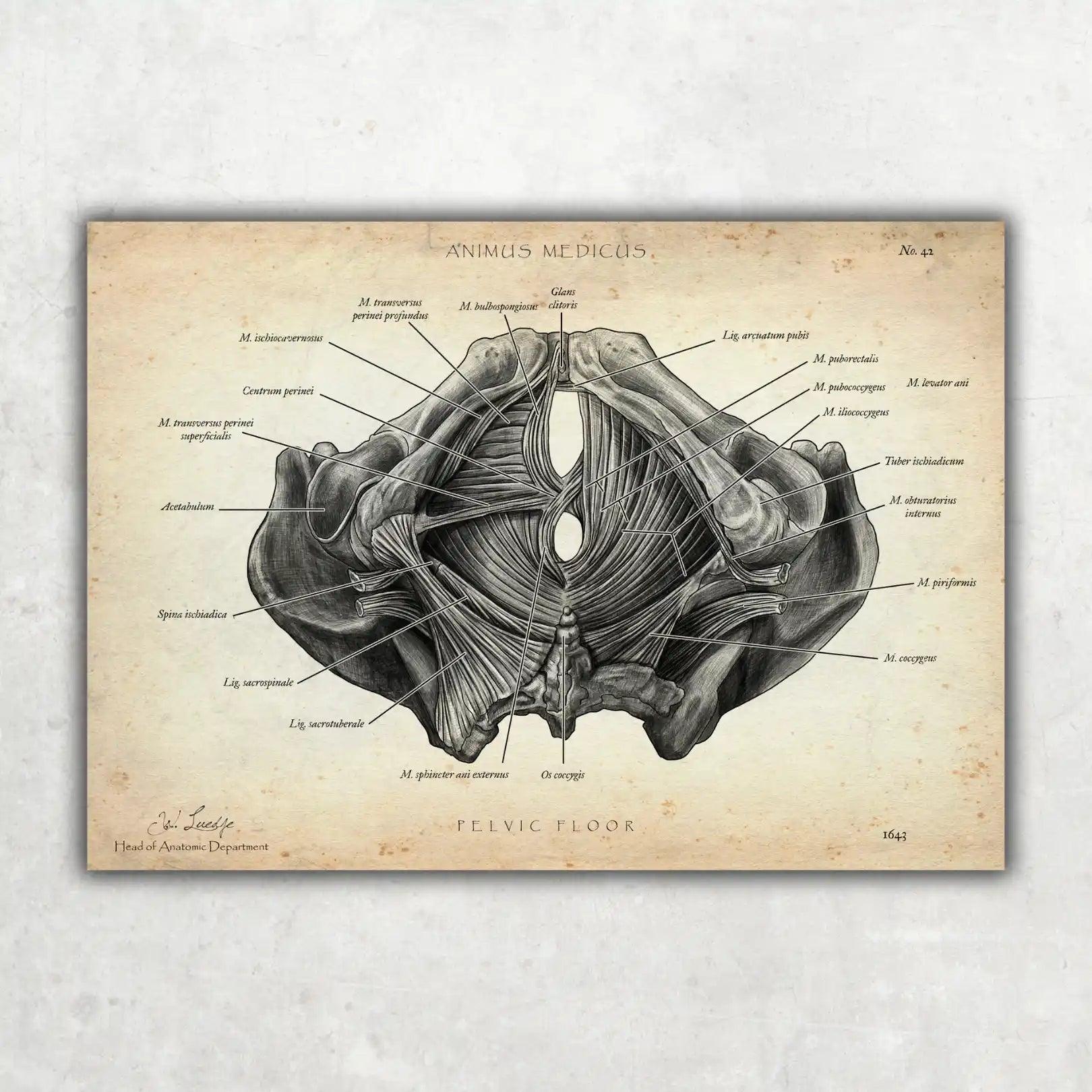 Anatomieposter van bekkenanatomie - Animus Medicus – Animus Medicus GmbH