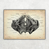 Becken Anatomie Sammlung - Animus Medicus GmbH