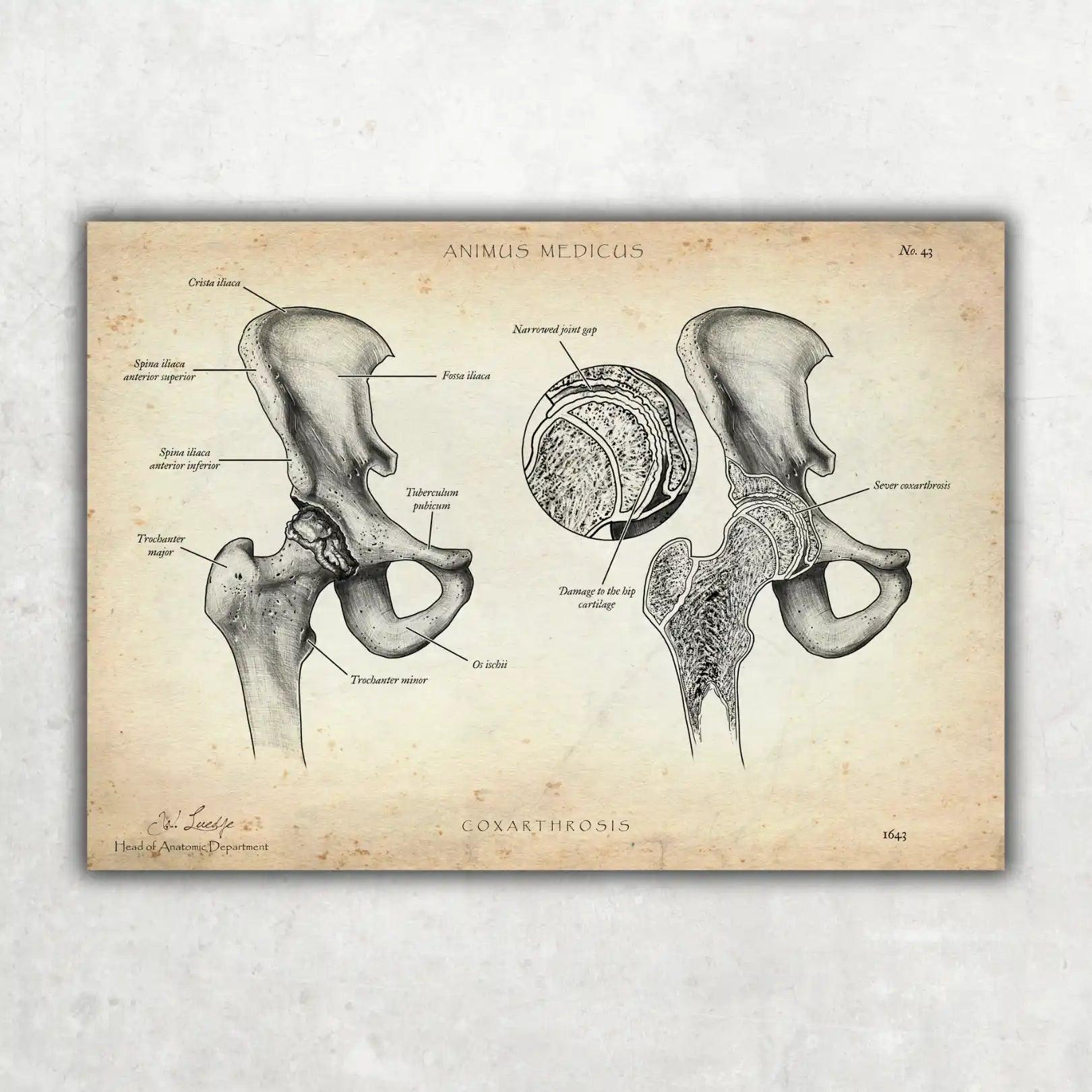 Becken Anatomie Sammlung - Animus Medicus GmbH