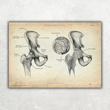 Becken Anatomie Sammlung - Animus Medicus GmbH