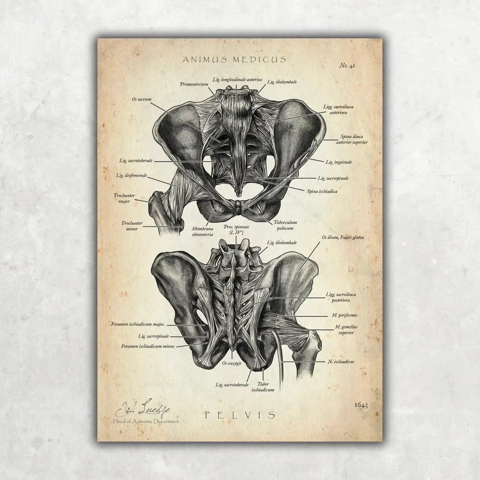 Becken Anatomie Sammlung - Animus Medicus GmbH