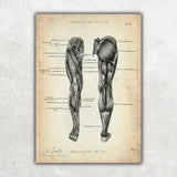 Beinmuskulatur Anatomie - Animus Medicus GmbH