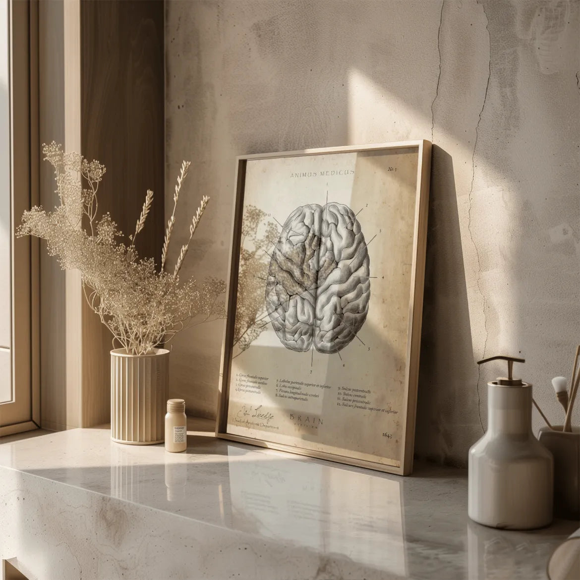 Das menschliche Gehirn - Animus Medicus GmbH