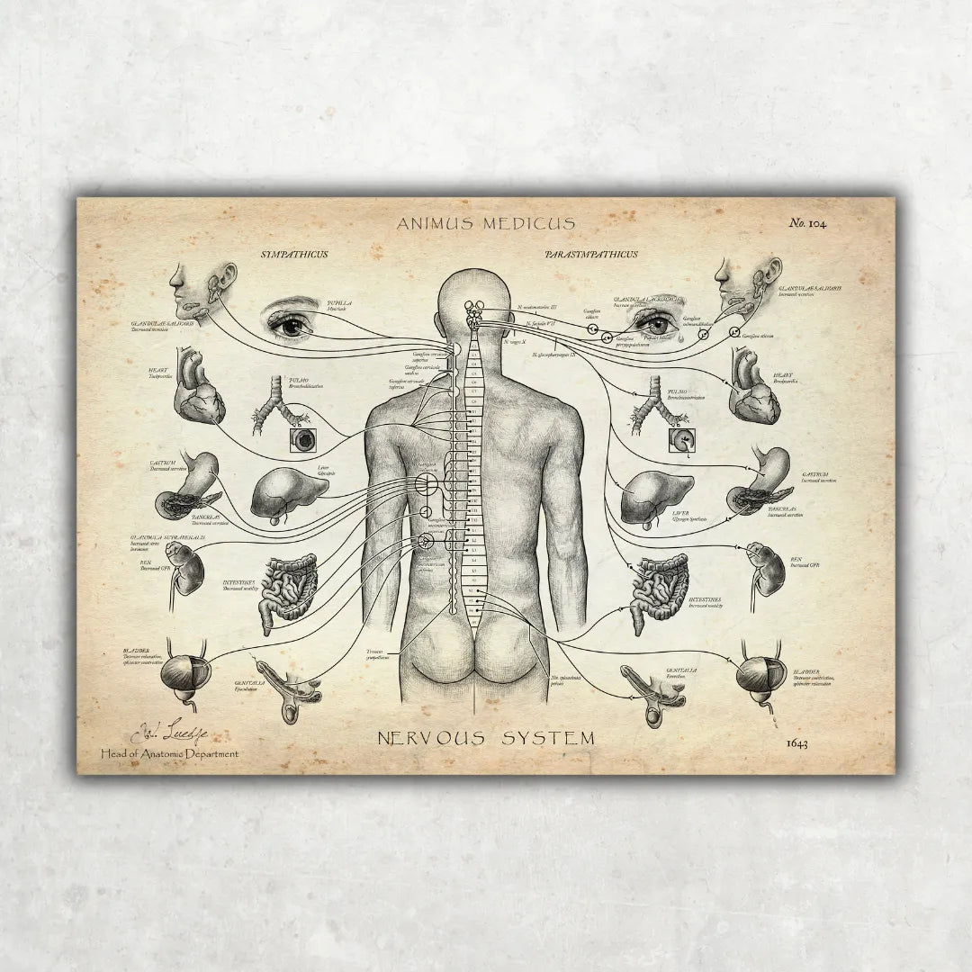 Das vegetative Nervensystem - Animus Medicus GmbH