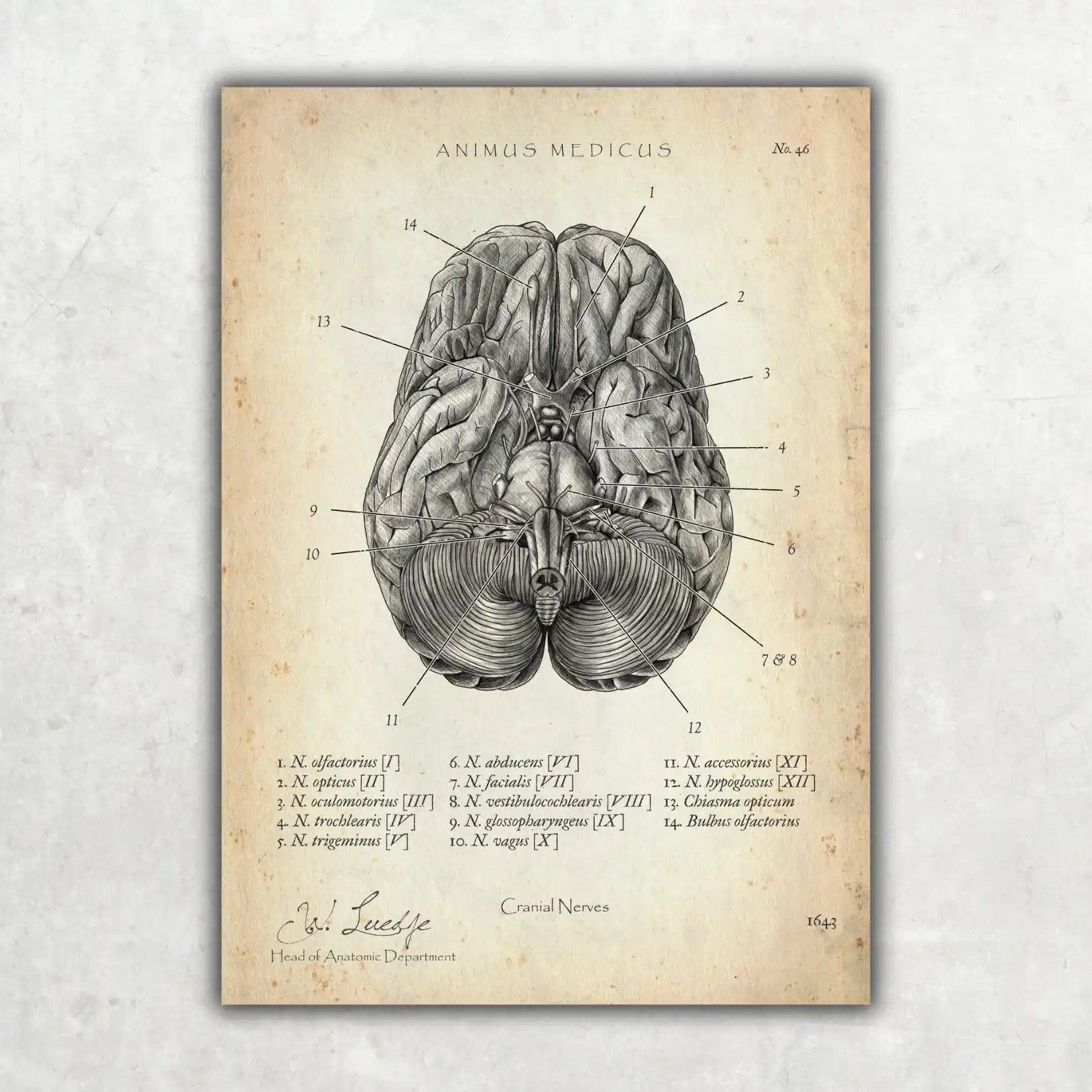 Die 12 Hirnnerven - Animus Medicus GmbH