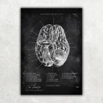 Die 12 Hirnnerven - Chalkboard - Animus Medicus GmbH