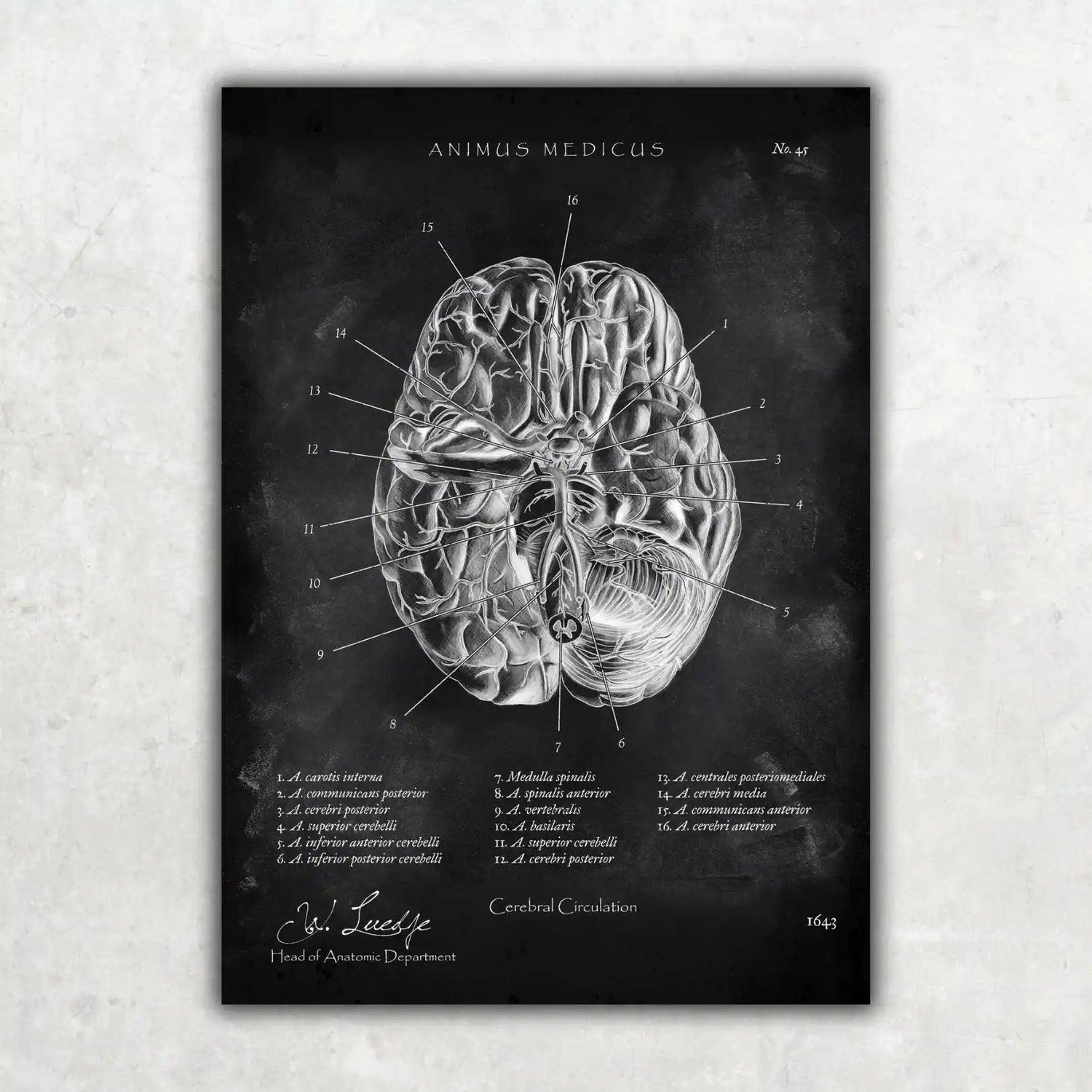 Die 12 Hirnnerven - Chalkboard - Animus Medicus GmbH