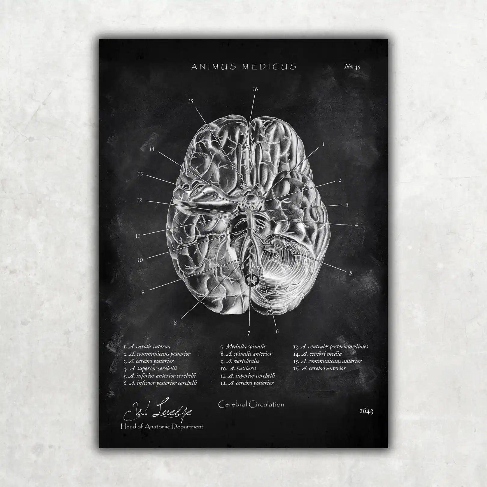 Die 12 Hirnnerven - Chalkboard - Animus Medicus GmbH