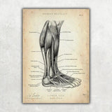Fuß Anatomie Sammlung - Animus Medicus GmbH