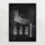 Fuß Anatomie Sammlung - Chalkboard - Animus Medicus GmbH
