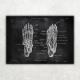Fuß Anatomie Sammlung - Chalkboard - Animus Medicus GmbH