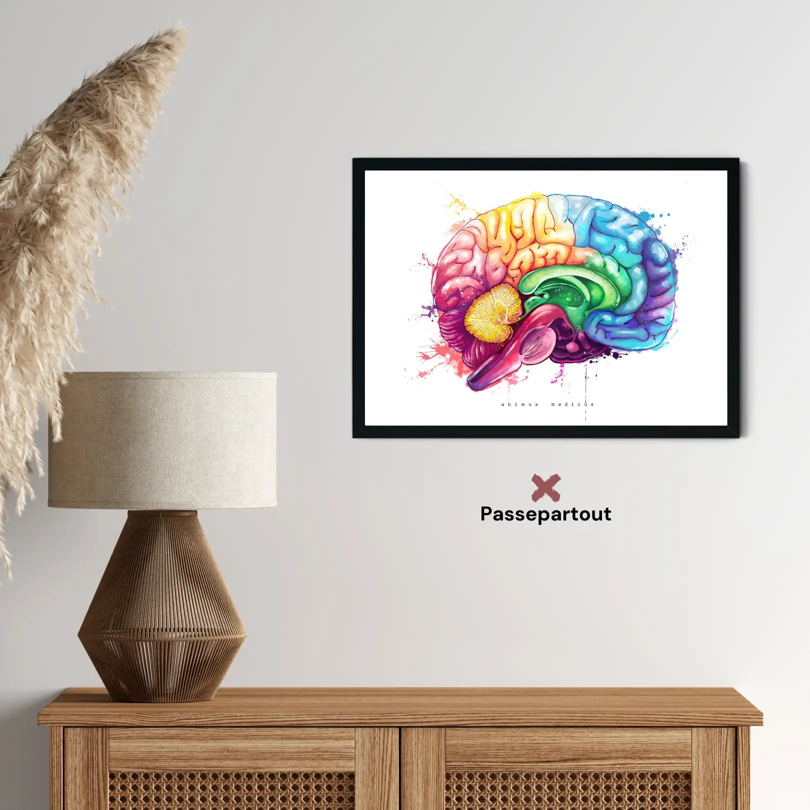 Gehirn Anatomie - Rainbow - Animus Medicus GmbH
