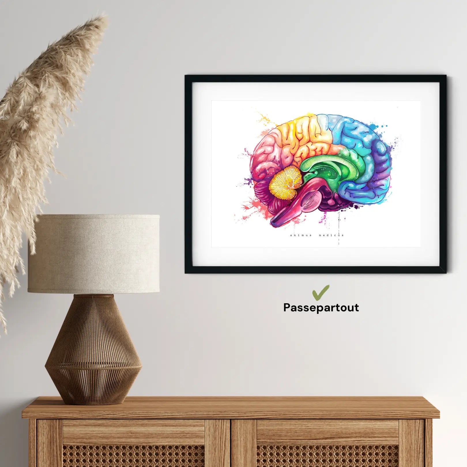 Gehirn Anatomie - Rainbow - Animus Medicus GmbH