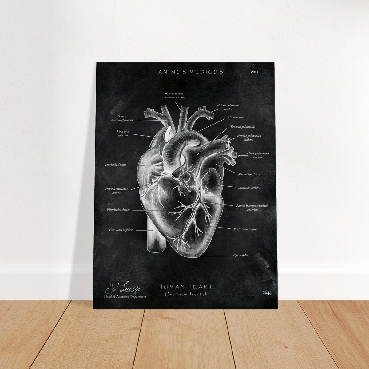 Herz Anatomie Chalkboard - Leinwand - Animus Medicus GmbH