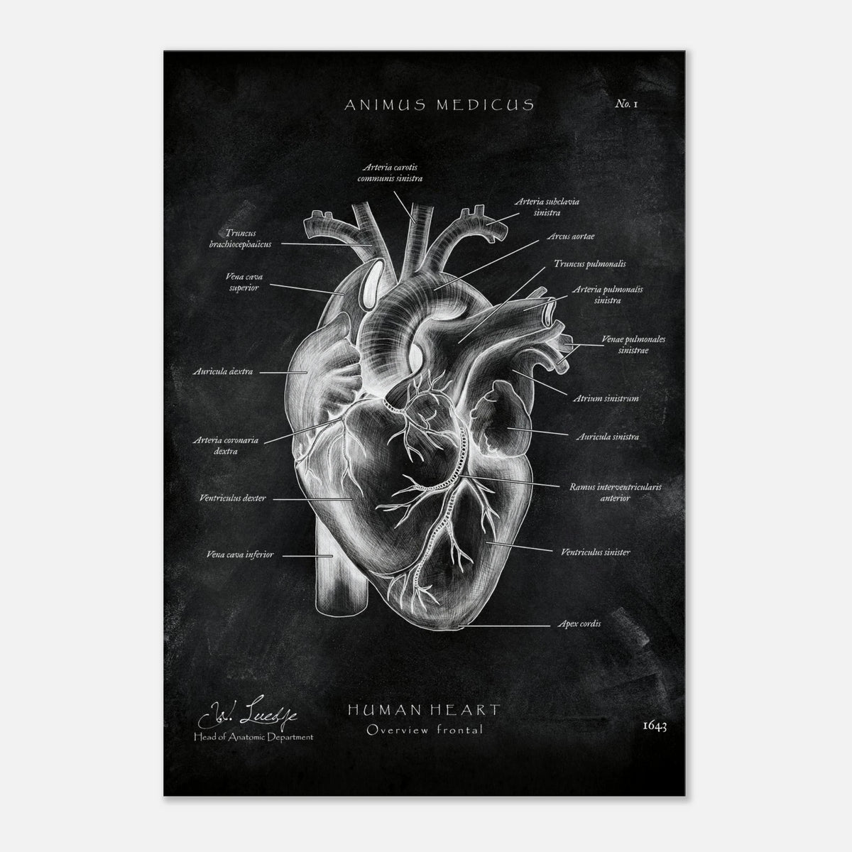 Herz Anatomie Chalkboard - Leinwand - Animus Medicus GmbH