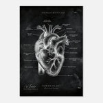 Herz Anatomie Chalkboard - Leinwand - Animus Medicus GmbH