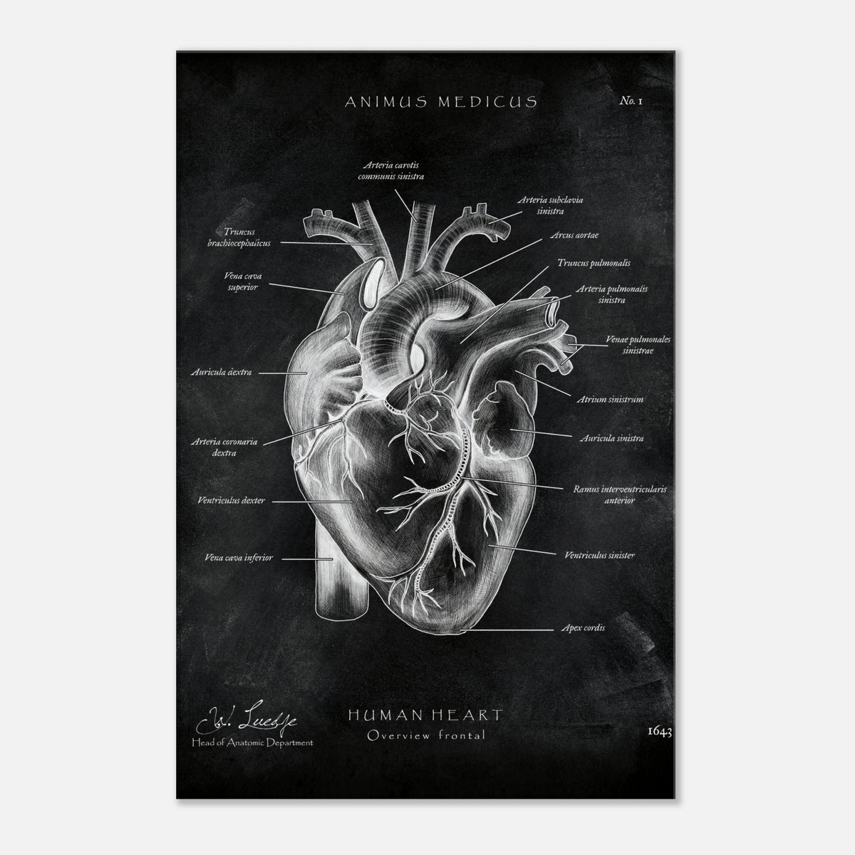 Herz Anatomie Chalkboard - Leinwand - Animus Medicus GmbH