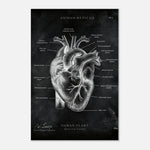 Herz Anatomie Chalkboard - Leinwand - Animus Medicus GmbH