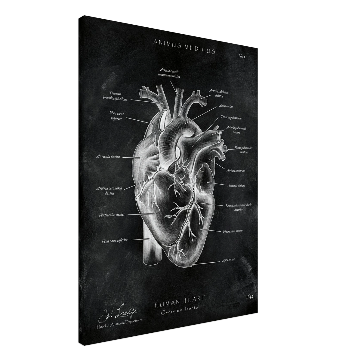 Herz Anatomie Chalkboard - Leinwand - Animus Medicus GmbH