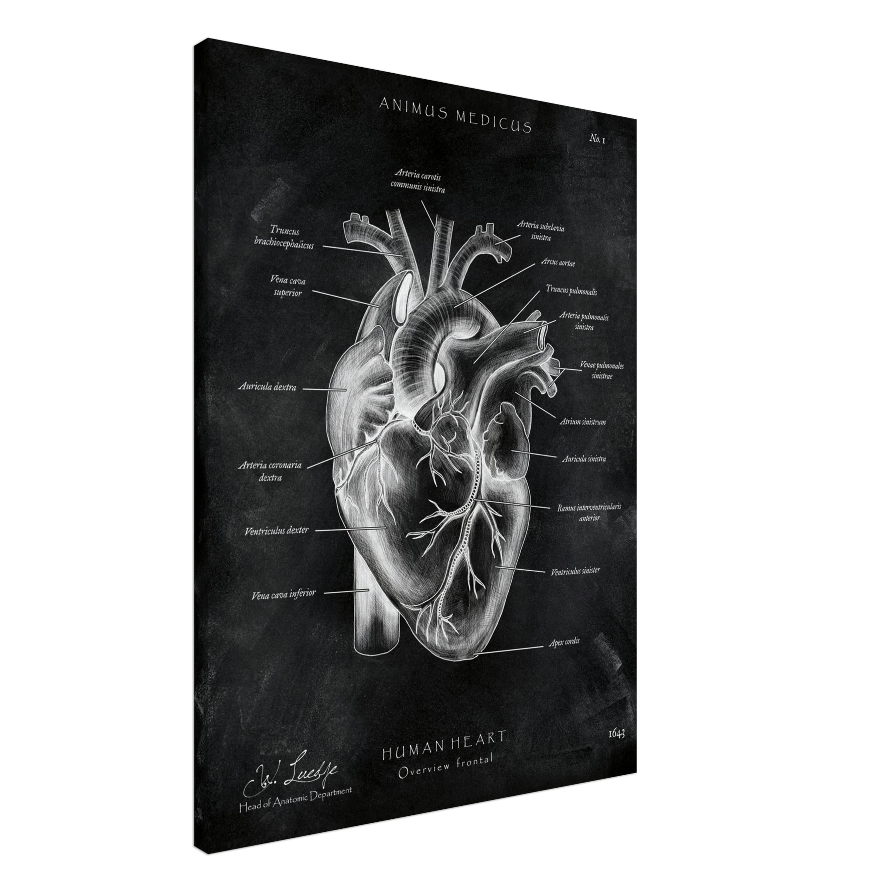Herz Anatomie Chalkboard - Leinwand - Animus Medicus GmbH