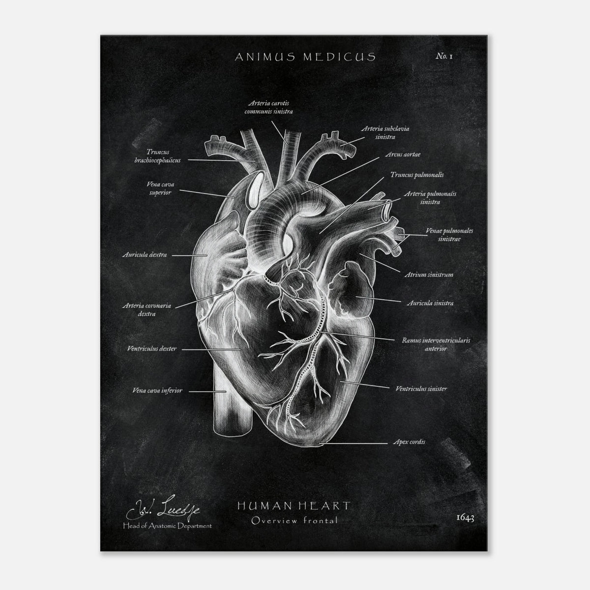 Herz Anatomie Chalkboard - Leinwand - Animus Medicus GmbH
