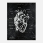 Herz Anatomie Chalkboard - Leinwand - Animus Medicus GmbH