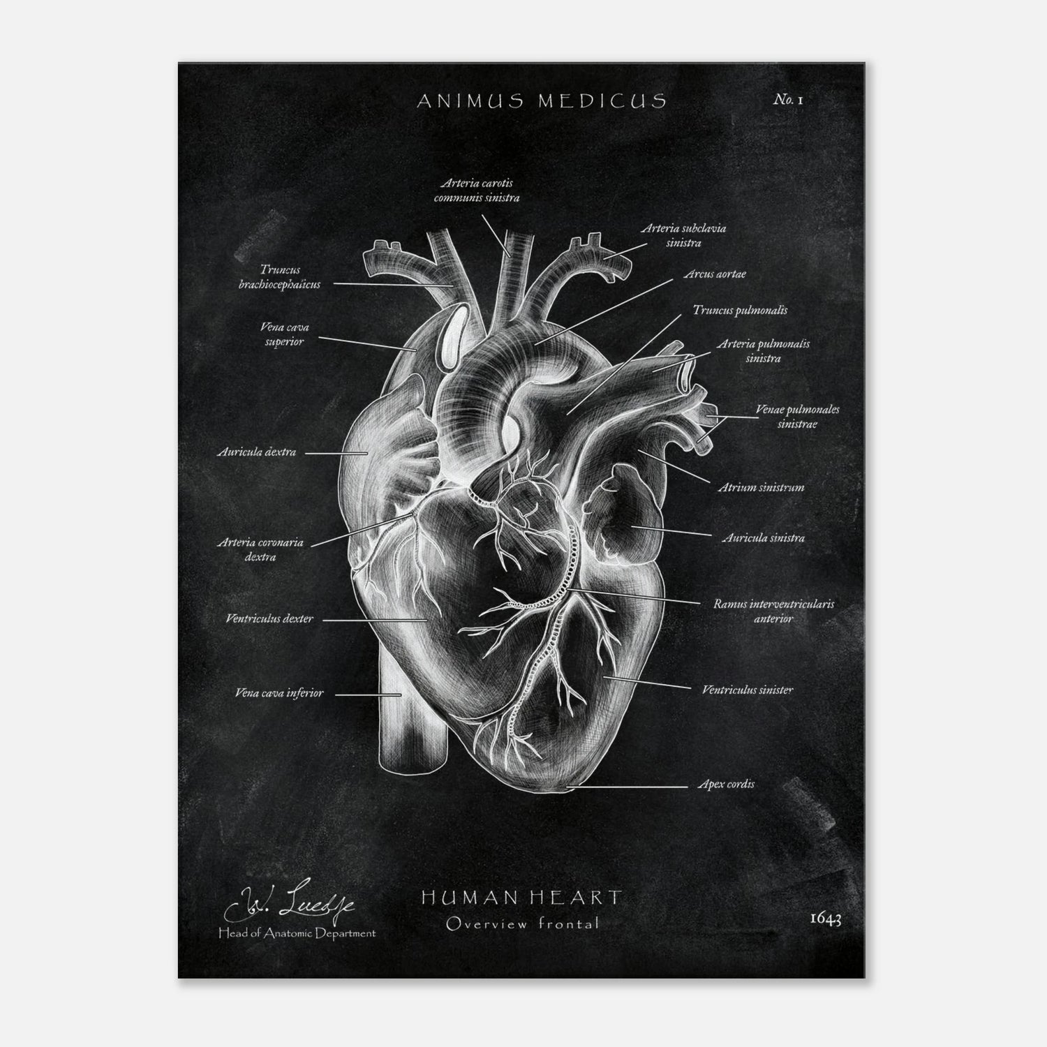 Herz Anatomie Chalkboard - Leinwand - Animus Medicus GmbH