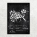 HNO Sammlung - Chalkboard - Animus Medicus GmbH