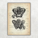 Hüftgelenk Anatomie - Animus Medicus GmbH