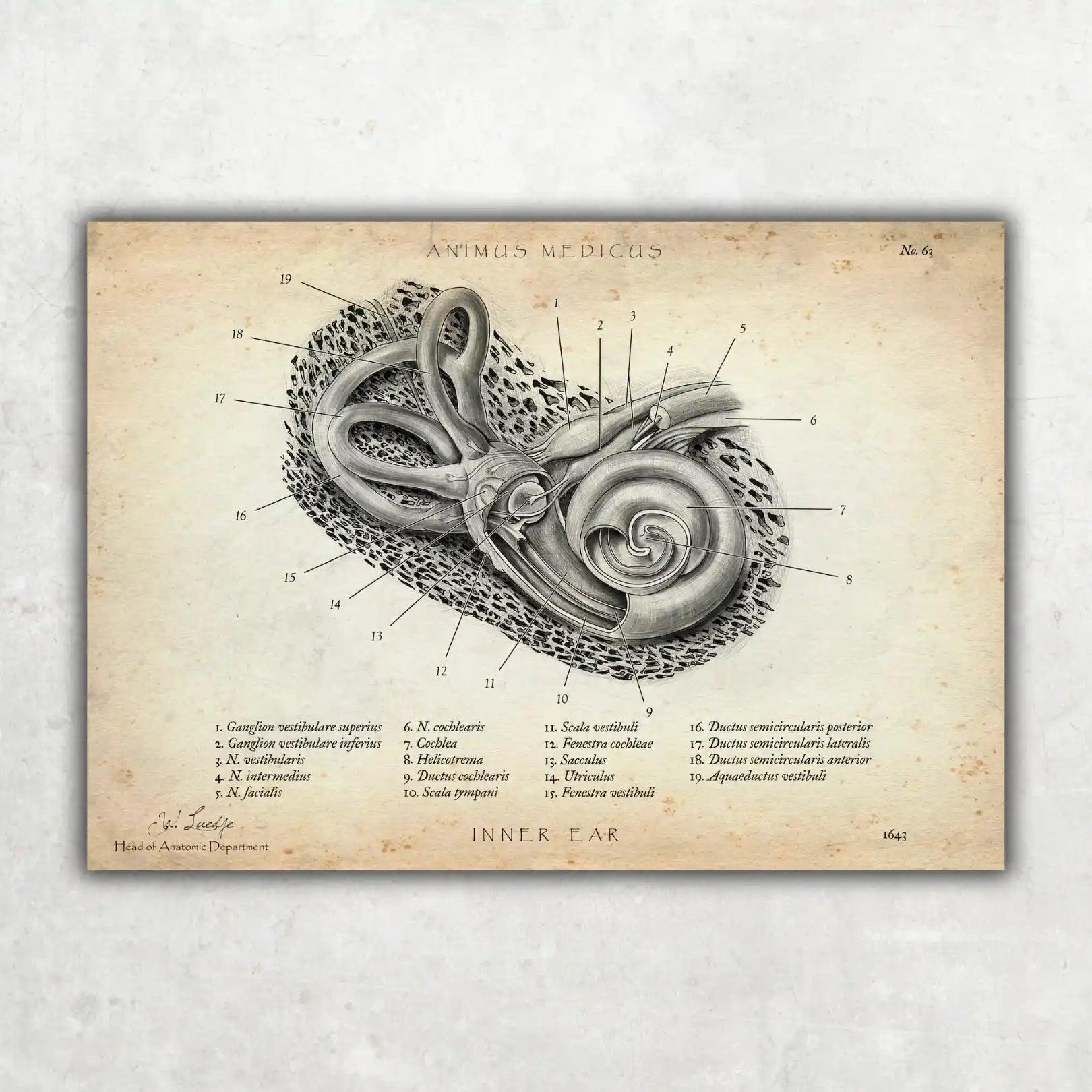 Anatomie van het binnenoor Poster - Animus Medicus – Animus Medicus GmbH