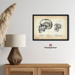 Kaumuskulatur Anatomie - Animus Medicus GmbH